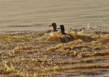 Ducks swimming in golden water