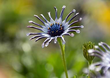 Osteospermum Flower Close-Up