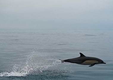 Dolphin leaping from ocean water