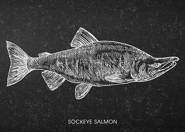 Sockeye Salmon Chalkboard Illustration