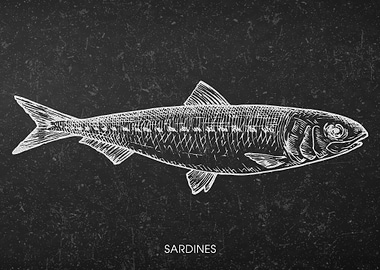 Sardines Sketch on Black Background