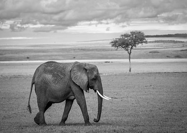 Elephant in Black and White Landscape