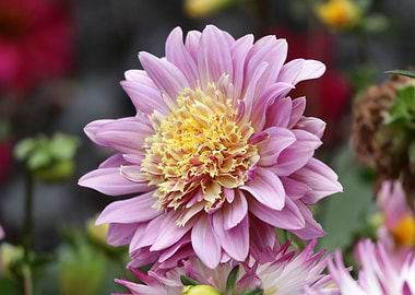 Pink and Yellow Dahlia Flower Close-Up
