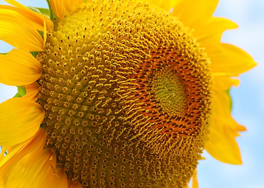 Close-up of Vibrant Sunflower
