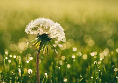 Dandelion in Dew-Kissed Meadow