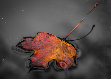 Autumn Leaf Floating on Water
