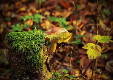 Mushroom on Mossy Stump in Forest