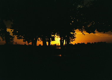 Sunset Through Trees Silhouette