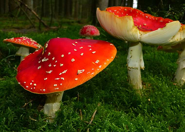 Amanita Muscaria Mushrooms in Forest