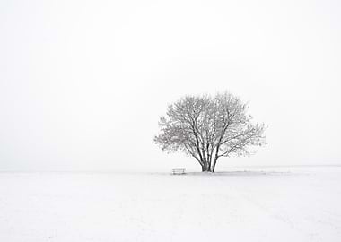 Winter Tree and Bench in Snow