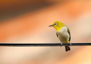Oriental White-eye Bird on Wire