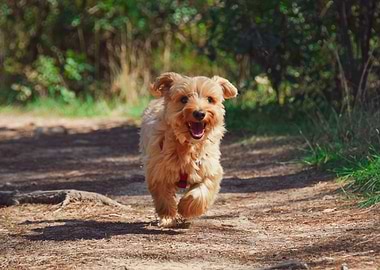 Happy Dog Running on Forest Path