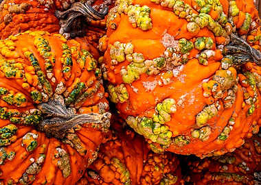 Knucklehead Orange Pumpkins Close-Up