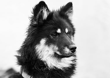 Black and White Dog Portrait