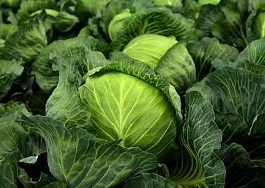Fresh Green Cabbage Patch