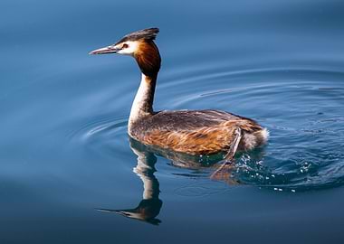 Great Crested Grebe in Blue Water