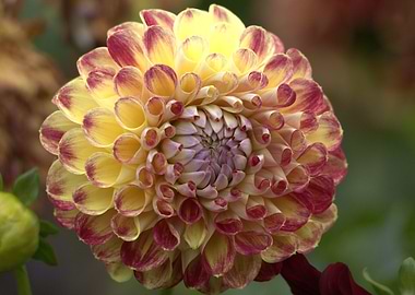 Yellow and Red Dahlia Flower Close-Up
