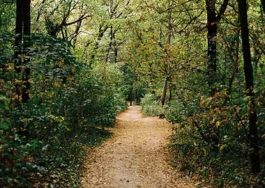 Forest Path in Autumn
