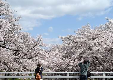 Cherry blossoms with people admiring view