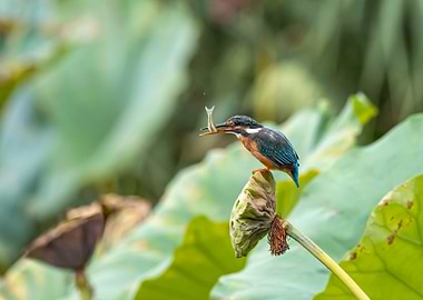 Kingfisher with Fish on Lotus Pod