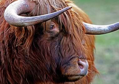 Highland Cattle Portrait