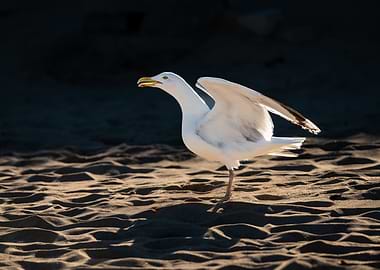Seagull on the beach