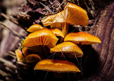 Cluster of Golden Mushrooms on Wood
