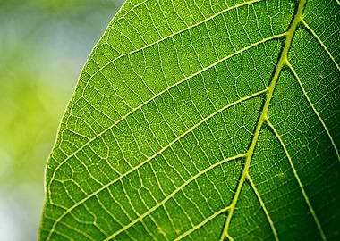 Close-up of a Green Leaf