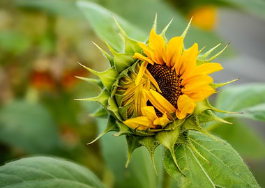 Sunflower Budding