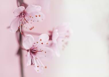 Delicate Pink Cherry Blossoms Close-Up