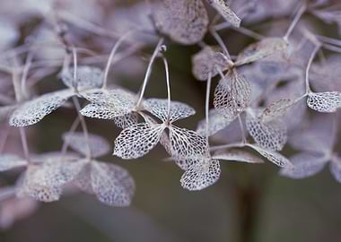 Delicate Dried Hydrangea Flower Close-Up
