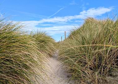 Sandy Path Through Beach Grass Dunes