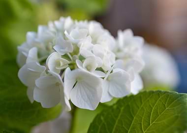 White Hydrangea Flower Close-Up