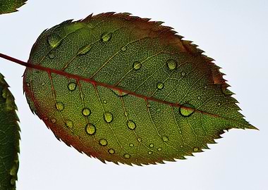 Leaf with Water Droplets