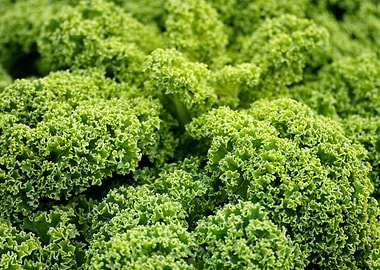 Fresh Green Kale Close-Up