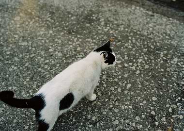 Black and White Cat on Concrete