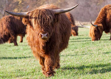 Highland Cattle in a Grassy Field