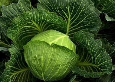 Fresh Green Cabbage Head Close-Up