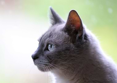 Gray Cat Profile with Blue Eyes