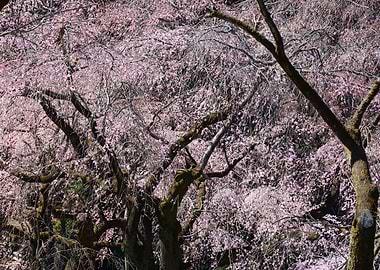 Cherry Blossom Trees in Tokyo