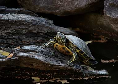 Turtle on a Log