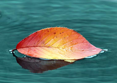 Autumn leaf floating on water surface