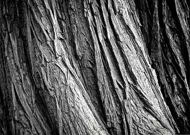 Monochrome Tree Bark Texture