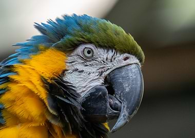 Close-up of a Colorful Macaw Parrot