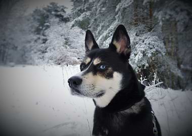 Husky in Winter Wonderland