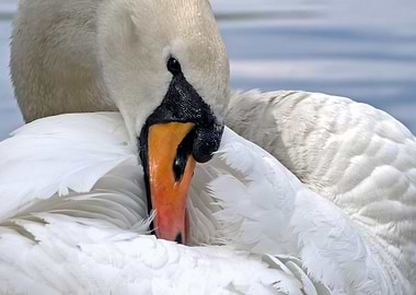 Elegant Swan Preening
