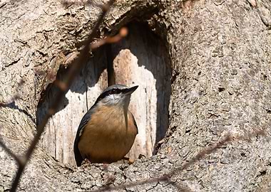 Nuthatch in Tree Hollow