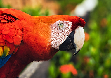 Scarlet Macaw Close-Up Portrait