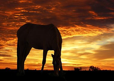 Horse Silhouette at Sunset