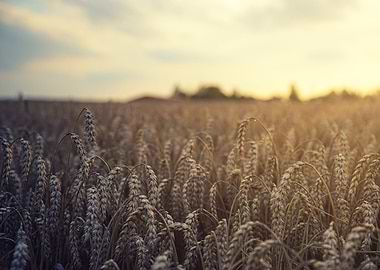 Golden Wheat Field at Sunset